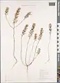 Alyssum hirsutum • قدومه کرکدار