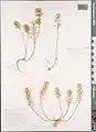 Alyssum hirsutum • قدومه کرکدار