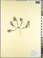 Alyssum hirsutum • قدومه کرکدار