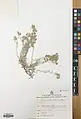 Alyssum lanceolatum • قدومه سرنیزهای
