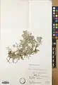 Alyssum lanceolatum • قدومه سرنیزهای