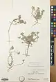 Alyssum lanceolatum • قدومه سرنیزهای