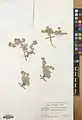 Alyssum lanceolatum • قدومه سرنیزهای