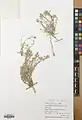 Alyssum lanceolatum • قدومه سرنیزهای