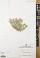Alyssum muelleri • قدومه یزدی