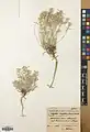 Alyssum muelleri • قدومه یزدی