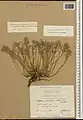Alyssum persicum • قدومه اصفهانی
