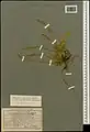 Alyssum persicum • قدومه اصفهانی