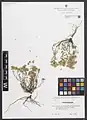 Alyssum persicum • قدومه اصفهانی