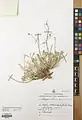 Alyssum persicum • قدومه اصفهانی