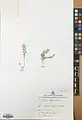 Alyssum stapfii • قدومه شیرازی