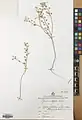 Alyssum stapfii • قدومه شیرازی
