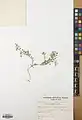 Alyssum stapfii • قدومه شیرازی