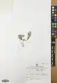 Alyssum stapfii • قدومه شیرازی