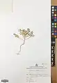 Alyssum stapfii • قدومه شیرازی