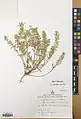 Alyssum stapfii • قدومه شیرازی