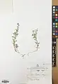 Alyssum stapfii • قدومه شیرازی