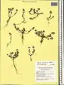 Alyssum strigosum • قدومه گلریز