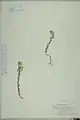 Alyssum strigosum • قدومه گلریز