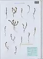 Alyssum strigosum • قدومه گلریز