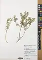 Alyssum strigosum • قدومه گلریز