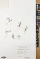 Alyssum linifolium • قدومه برگ باریک