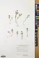 Alyssum linifolium • قدومه برگ باریک