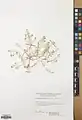 Alyssum linifolium • قدومه برگ باریک