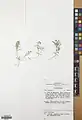 Alyssum linifolium • قدومه برگ باریک