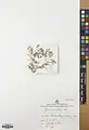 Alyssum linifolium • قدومه برگ باریک