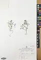Alyssum linifolium • قدومه برگ باریک