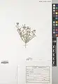 Alyssum linifolium • قدومه برگ باریک