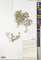 Alyssum linifolium • قدومه برگ باریک