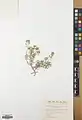 Alyssum linifolium • قدومه برگ باریک