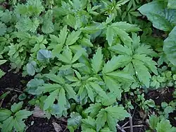 Cardamine bulbifera • ترتیزک‌باتلاقی پیازچه‌دار