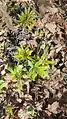Cardamine bulbifera • ترتیزک‌باتلاقی پیازچه‌دار