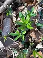 Cardamine bulbifera • ترتیزک‌باتلاقی پیازچه‌دار