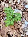 Cardamine bulbifera • ترتیزک‌باتلاقی پیازچه‌دار