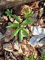 Cardamine bulbifera • ترتیزک‌باتلاقی پیازچه‌دار