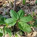 Cardamine bulbifera • ترتیزک‌باتلاقی پیازچه‌دار