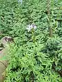 Cardamine bulbifera • ترتیزک‌باتلاقی پیازچه‌دار