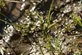 Cardamine parviflora • ترتیزک‌باتلاقی گل‌کوچک