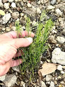 Cardamine parviflora • ترتیزک‌باتلاقی گل‌کوچک