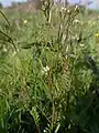 Cardamine parviflora • ترتیزک‌باتلاقی گل‌کوچک