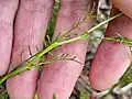 Cardamine parviflora • ترتیزک‌باتلاقی گل‌کوچک