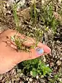 Cardamine parviflora • ترتیزک‌باتلاقی گل‌کوچک