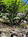 Cardamine parviflora • ترتیزک‌باتلاقی گل‌کوچک