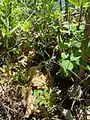 Cardamine parviflora • ترتیزک‌باتلاقی گل‌کوچک
