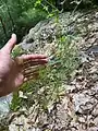 Cardamine parviflora • ترتیزک‌باتلاقی گل‌کوچک