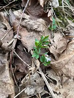 Cardamine quinquefolia • ترتیزکباتلاقی پنجبرگچهای